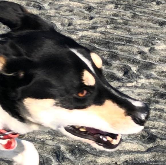 Meet your Posher, Tamara - Picture 1 of 1